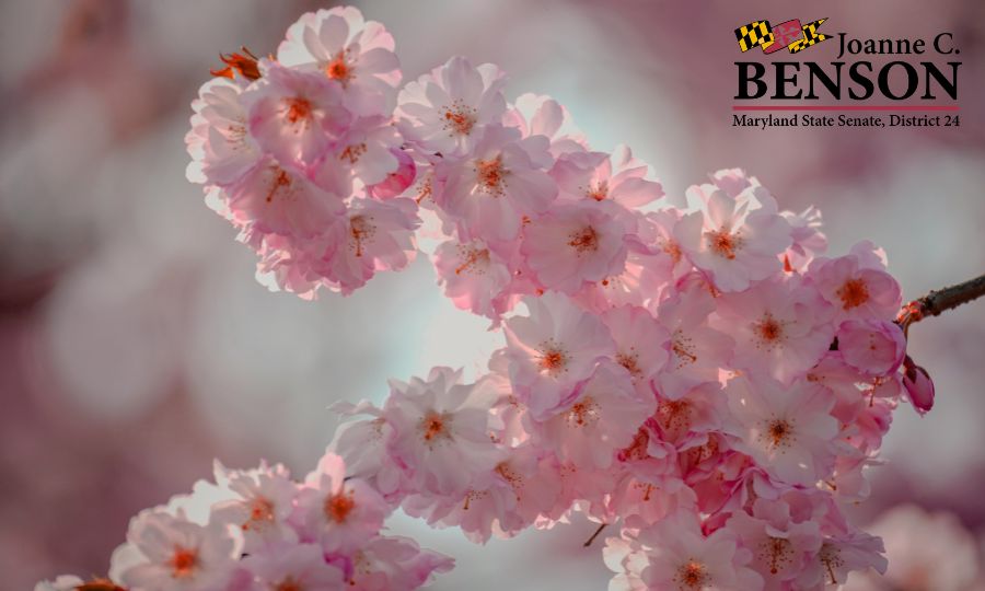 April 2026 Greater 202 Coalition Newsletter Photo