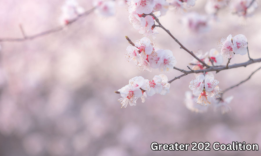Cherry Blossom Flowers April 2024 Greater 202 Coalition Newsletter Photo